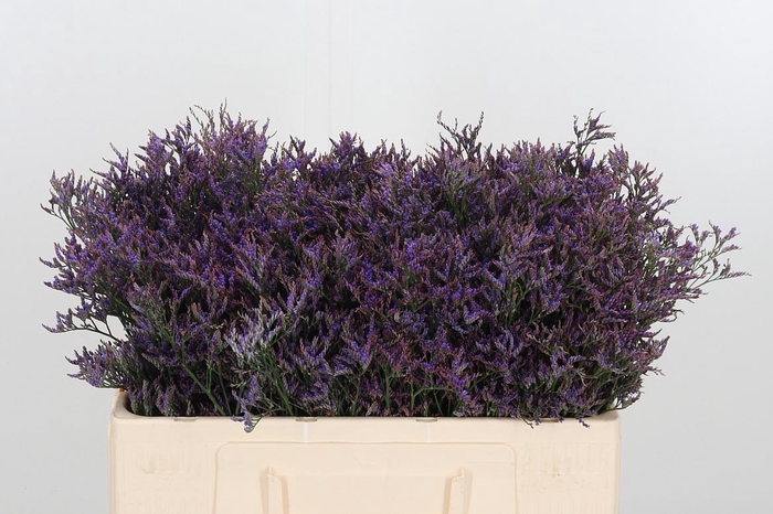 <h4>Lim Safora Dark Blue</h4>