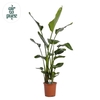 Strelitzia Nicolai