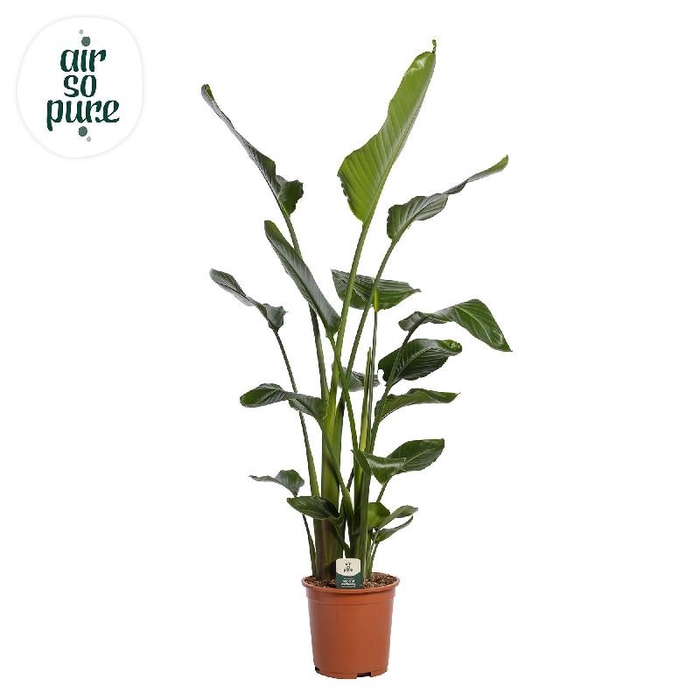 <h4>Strelitzia Nicolai</h4>