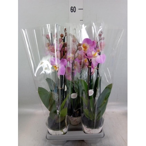 Phalaenopsis  'Ant Tampa'