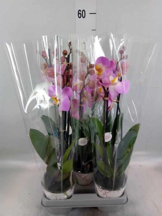 <h4>Phalaenopsis 'Ant Tampa'</h4>