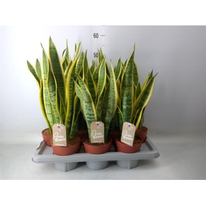 Sansevieria trifa. 'Laurentii'