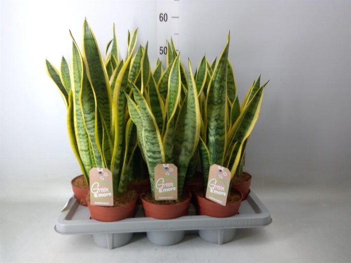 <h4>Sansevieria trifa. 'Laurentii'</h4>