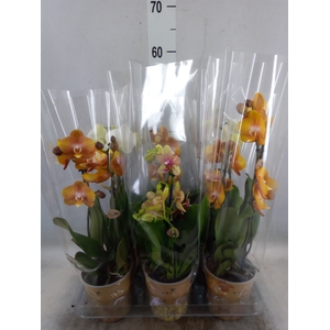 Phalaenopsis   ...mix