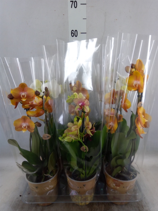 <h4>Phalaenopsis   ...mix</h4>