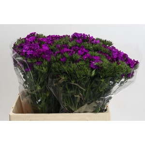 Dianthus Br Amazon Neon Purple