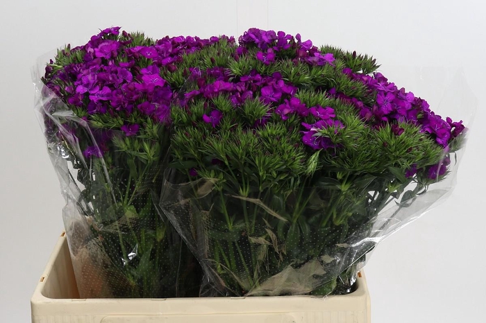 <h4>Dianthus Br Amazon Neon Purple</h4>