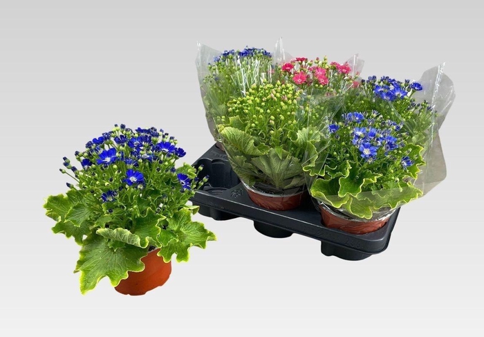 <h4>PERI C VENEZ GEM</h4>