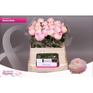 Paeonia Nancy Nora | Heavy Quality