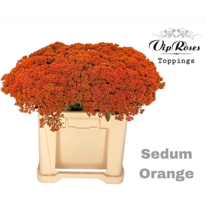 SEDUM ORANGE