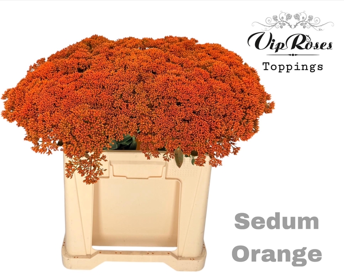 <h4>SEDUM ORANGE</h4>