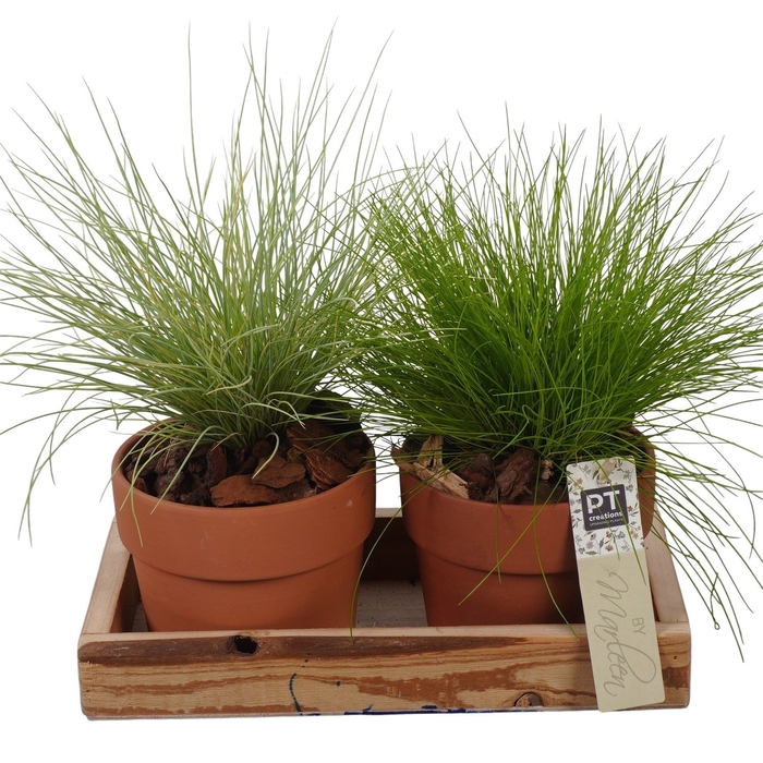 <h4>Arr.   Tuinplanten L%</h4>