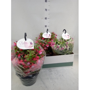 Fuchsia  'Bella Fuchsia'  .mix hang