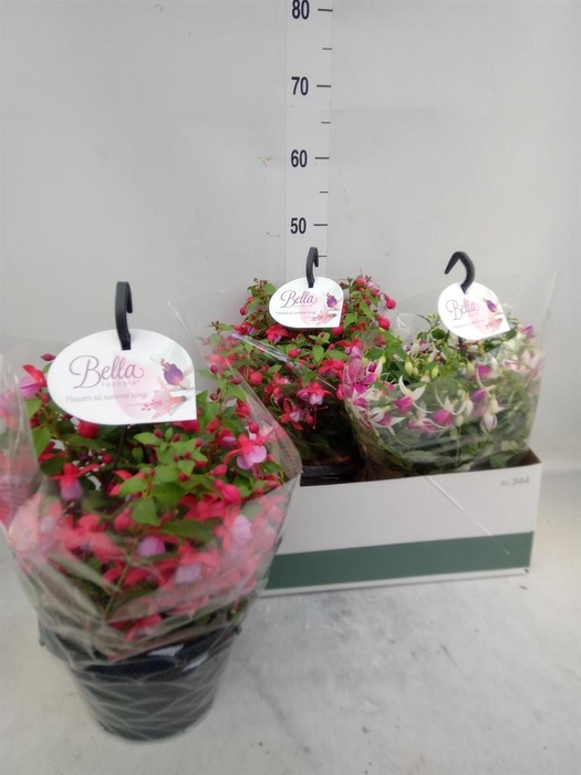 <h4>Fuchsia  'Bella Fuchsia'  .mix hang</h4>