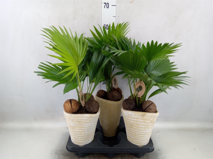 <h4>Livistona rotundifolia</h4>