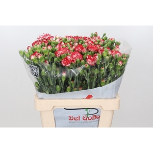 Dianthus Sp Minuetto x100