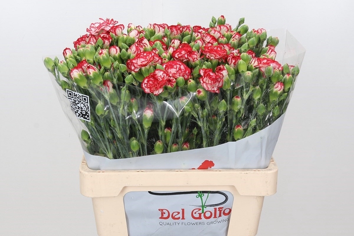 Dianthus Sp Minuetto x100