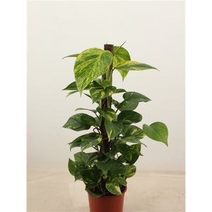 epipremnum aureum 80 cm Kratiste klimstok