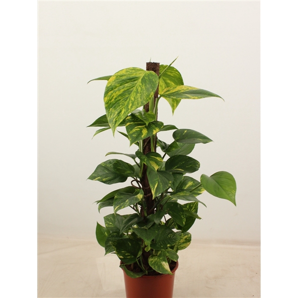 <h4>epipremnum aureum 80 cm Kratiste klimstok</h4>