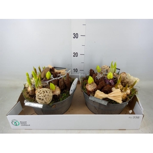 Arr.   Bol/Knolgewas L%