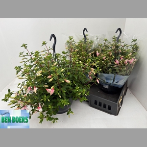 FUCHSIA B F SOPHIA