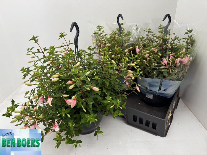 <h4>FUCHSIA B F SOPHIA</h4>