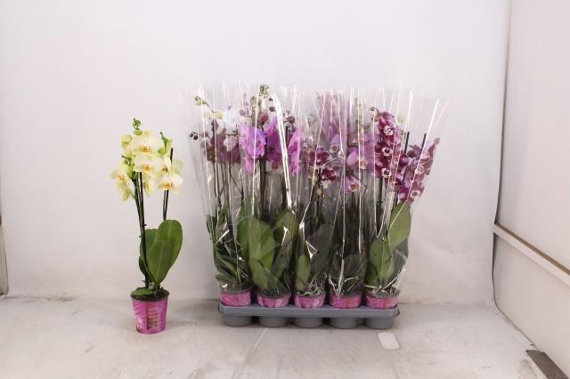 <h4>PHAL GEM 5 KL</h4>