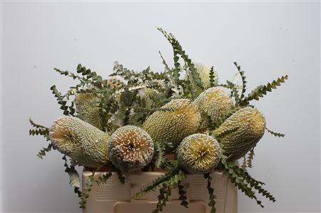 <h4>Banksia speciosa</h4>