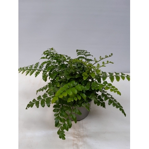 ASPLENIUM DIMORPHUM P14 PARVATI
