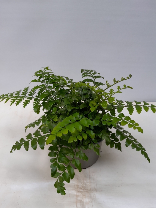 <h4>ASPLENIUM DIMORPHUM P14 PARVATI</h4>