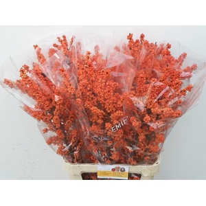 ILEX VE WINTER