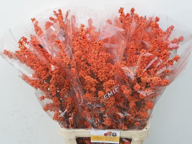 ILEX VE WINTER