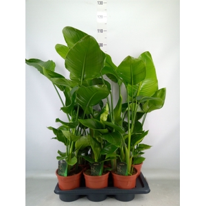 Strelitzia nicolai