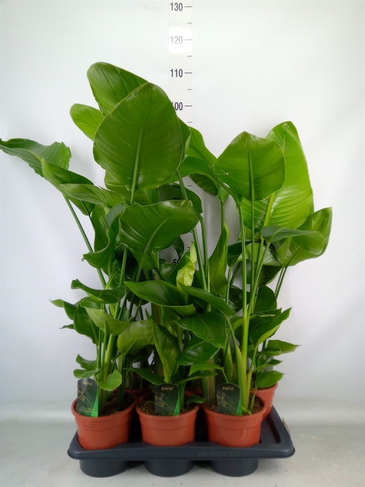 <h4>Strelitzia nicolai</h4>