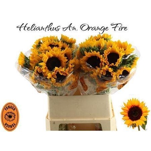 Helianthus Orange Fire
