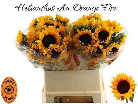 <h4>Helianthus Orange Fire</h4>