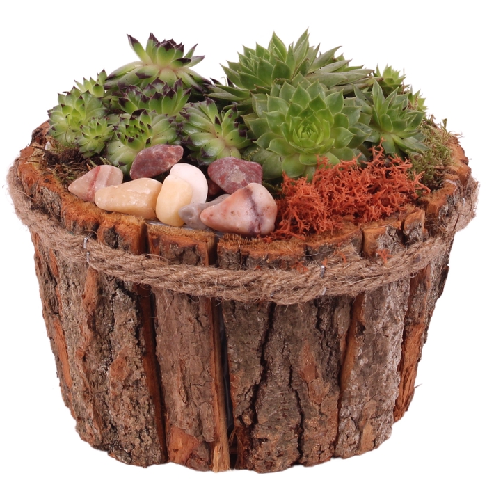 <h4>Opm Semp Arr. Outdoor Wooden Natural Bark Pot</h4>