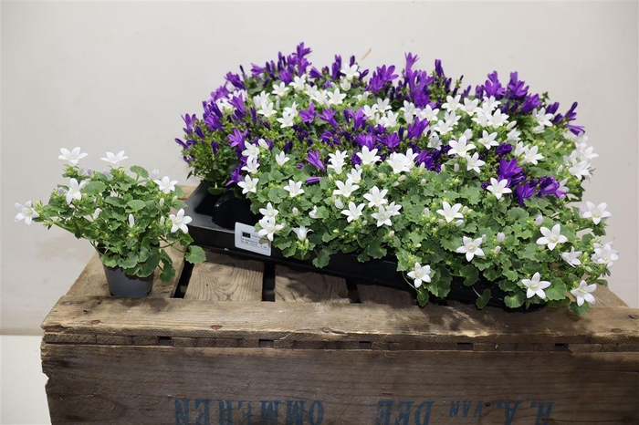 <h4>arr8 Camp Gemengd</h4>