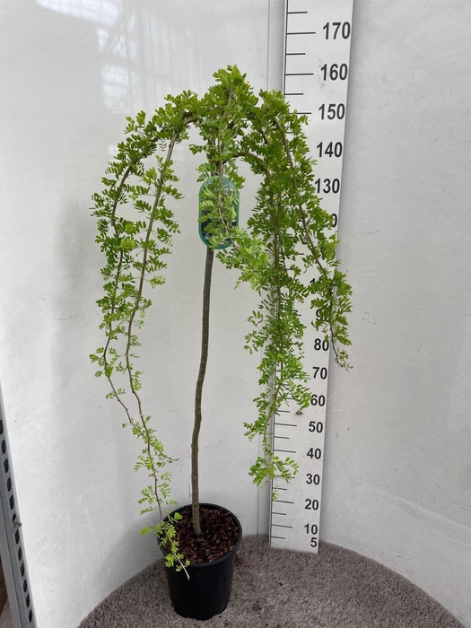 <h4>CARA AR PENDULA</h4>