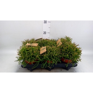 Rhipsalis burchellii