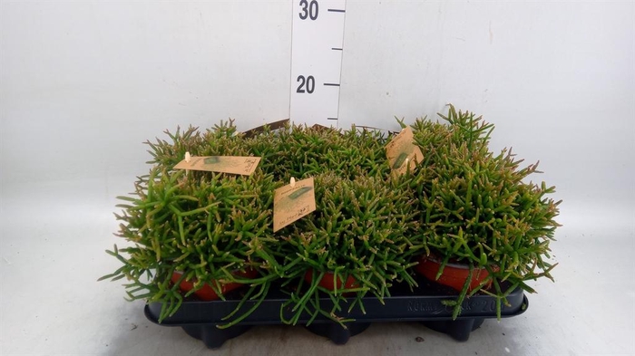 <h4>Rhipsalis burchellii</h4>