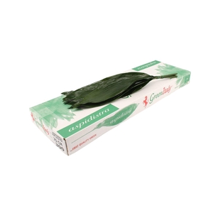 Aspidistra 70 Cm WBE