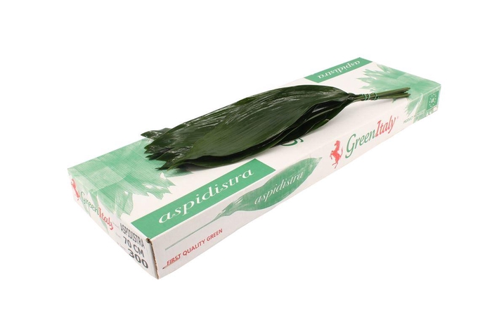 <h4>Aspidistra 70 Cm WBE</h4>