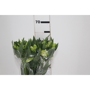 ALSTROEMERIA MISTRAL 060 CM