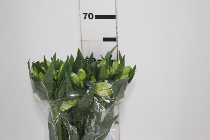 <h4>ALSTROEMERIA MISTRAL 060 CM</h4>