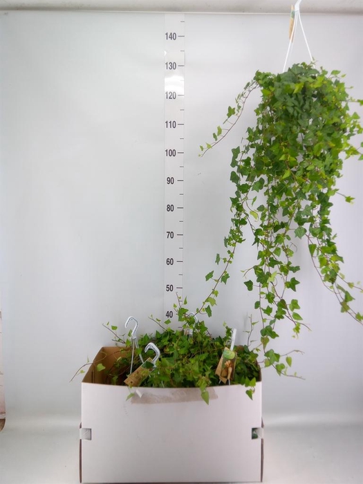 <h4>Hedera helix 'Anna'</h4>