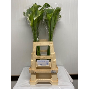 ZANT AE GREEN GODDES