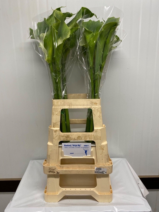 <h4>ZANT AE GREEN GODDES</h4>