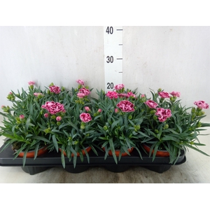 Dianthus car.