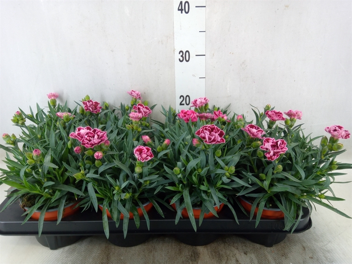 <h4>Dianthus car.</h4>